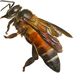 Himalayan Honey Bee